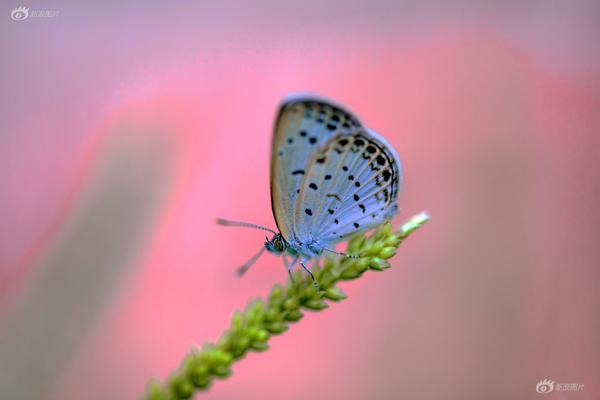 免费漫画阅站官方正版：无广告弹窗，全网漫画免费看