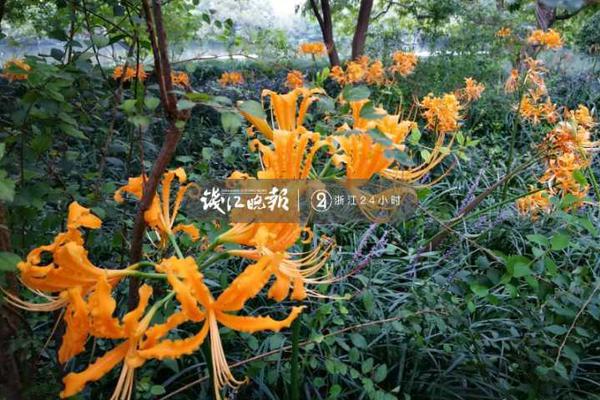 《海贼王第890集》在线观看