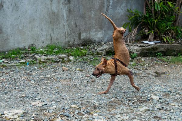 仙帝归来漫画免费全集