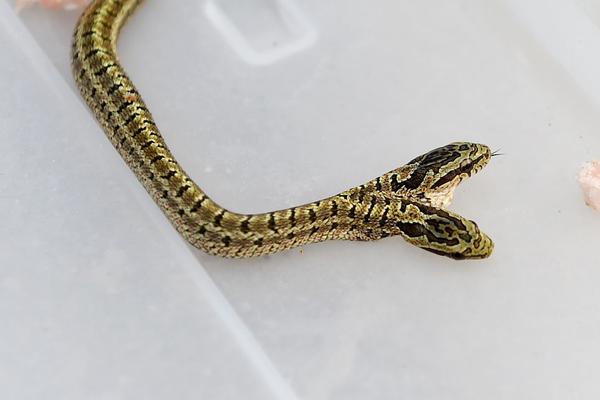 漫画体育老师 作文