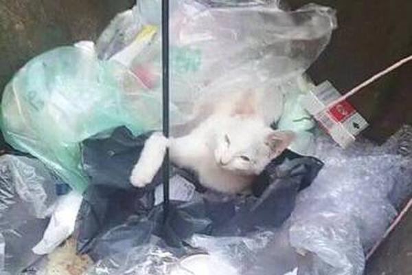 单行本番外苍岚之巅八