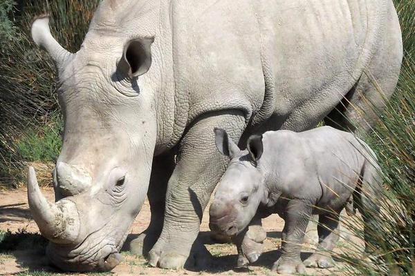 奇漫屋app为什么用不了