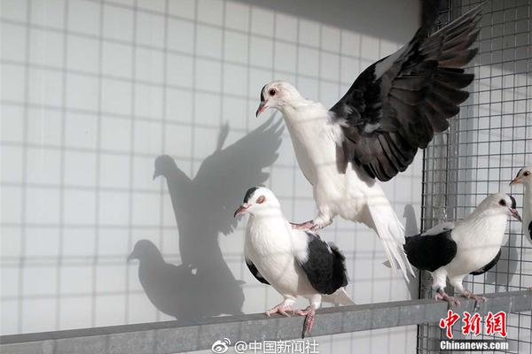 免费漫画阅站app下载安装无广告，畅享丰富漫画资源