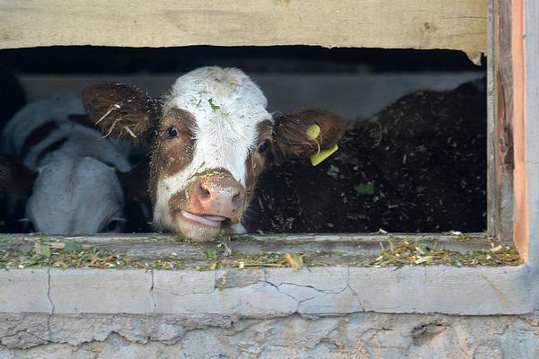 免费在线可阅读漫画成首选，却面临凯发k8国际首页登录的版权等难题待剖析？