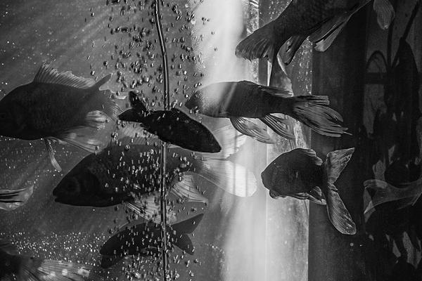 免费漫画阅站app下载安装无广告，畅享丰富漫画资源