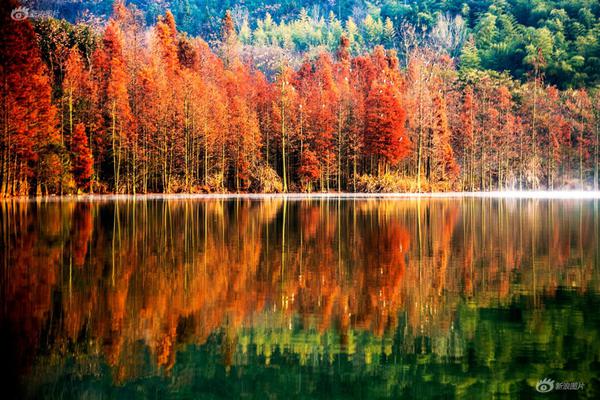 斗破苍穹老粉必看！正版免费观看渠道及支持正版的意义