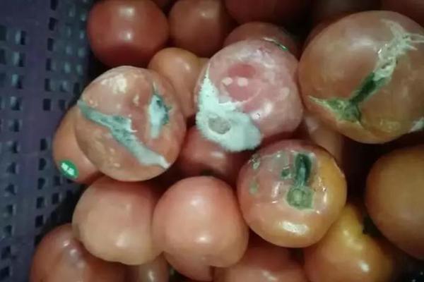 《海贼王第890集》在线观看