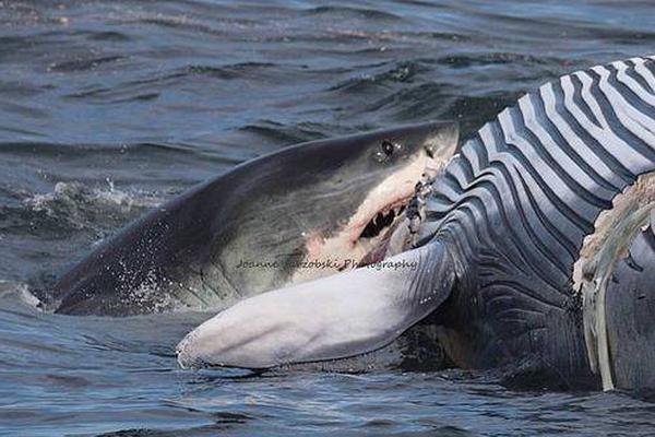 萌师在上全文免费阅读漫画下拉式