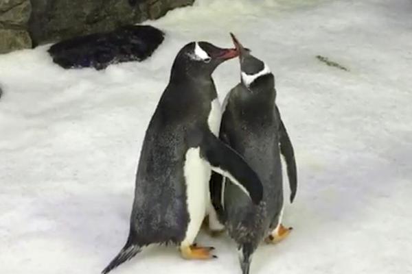 同人：约会大作战datealive ex章节（3） ast存亡战 第一节