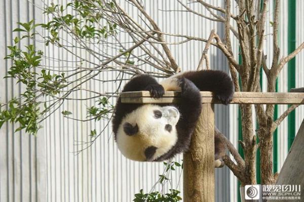 《海贼王第890集》在线观看