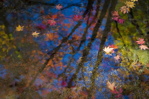 阅站漫画app最新版：免费搜索全网漫画，畅享多种便捷阅读体验