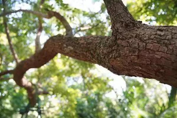 明日香结局和谁一起