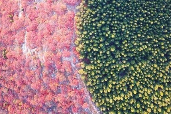 《海贼王第890集》在线观看