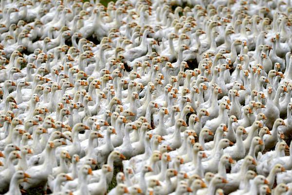 数字阅读普及下，韩漫免费观看的凯发k8国际首页登录的版权风险与安全提示