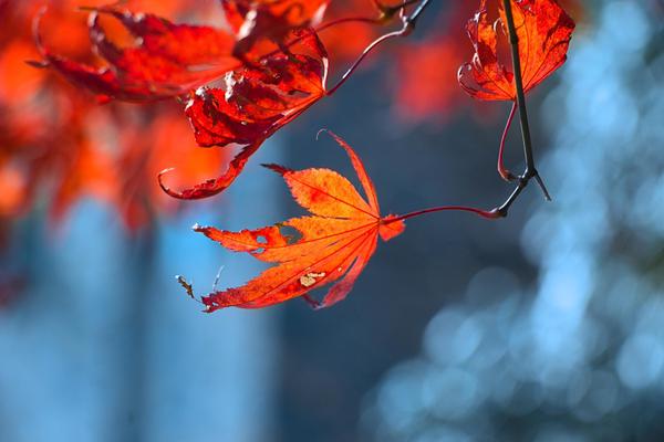 斗罗大陆之终极斗罗动漫在线观看