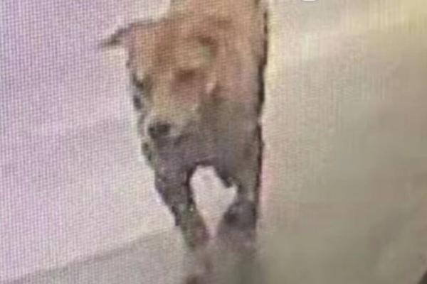 备受关注的死神230模型，设计与工艺究竟有多出色？