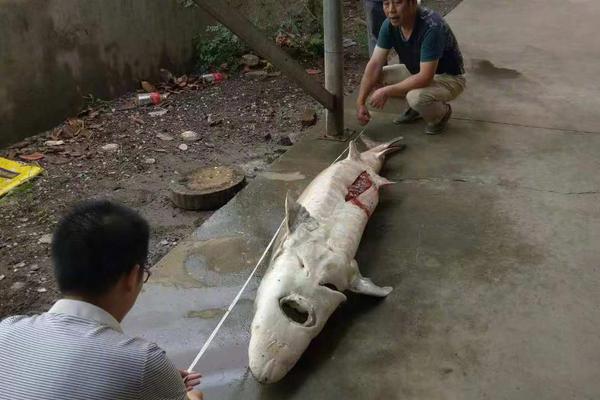 《海贼王第890集》在线观看