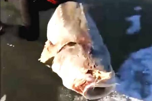 备受关注的死神230模型，设计与工艺究竟有多出色？