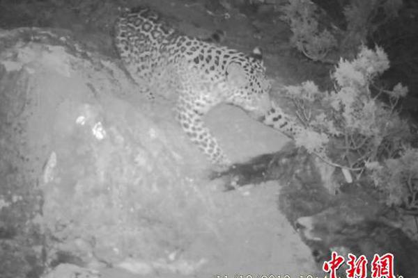 哔哩哔哩隐藏内容怎么找？特殊标签与搜索技巧是关键