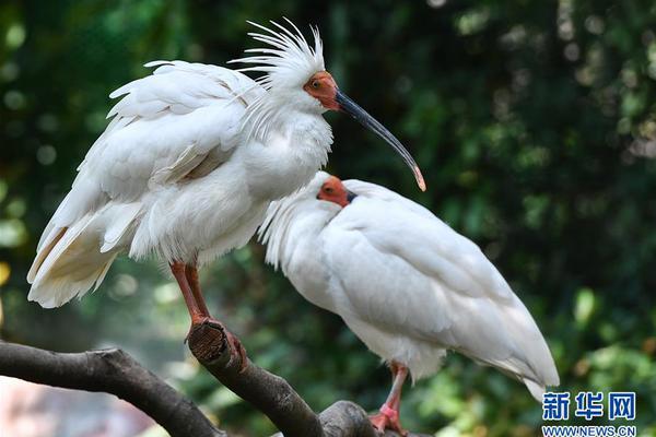 《海贼王第890集》在线观看