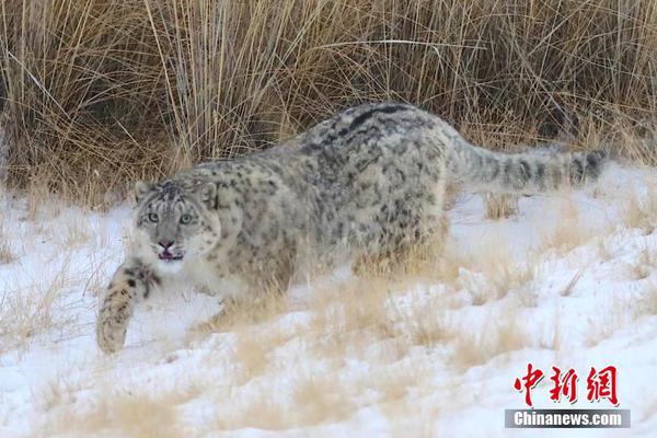 《海贼王第890集》在线观看