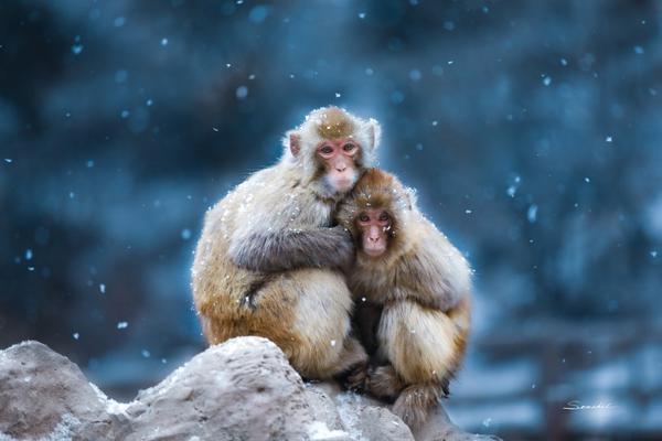 《海贼王第890集》在线观看