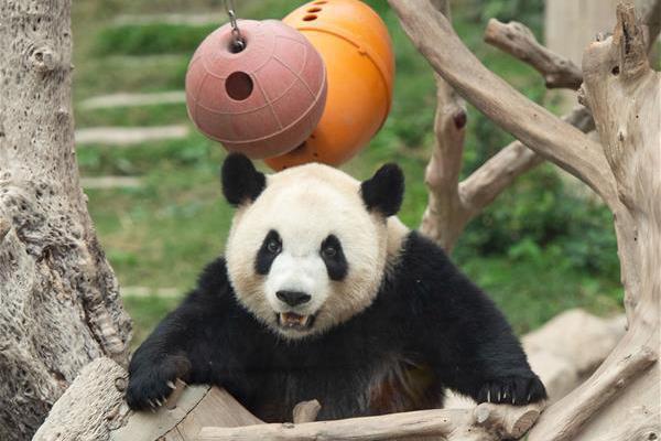 哔哩哔哩隐藏内容怎么找？特殊标签与搜索技巧是关键