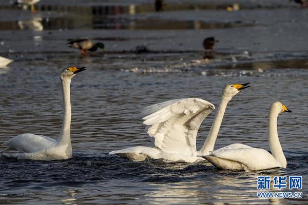 《海贼王第890集》在线观看