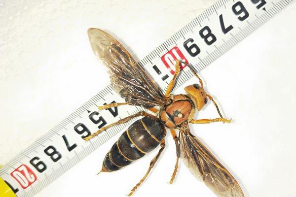 缘之空借兄妹情纠葛引发思索，为何对兄妹恋情描绘引争议？