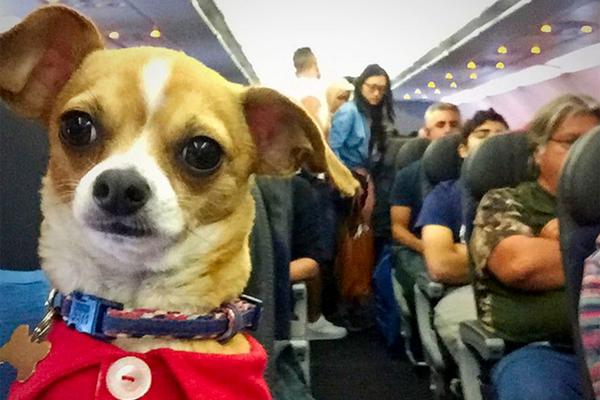 风起苍岚漫画第二季96话