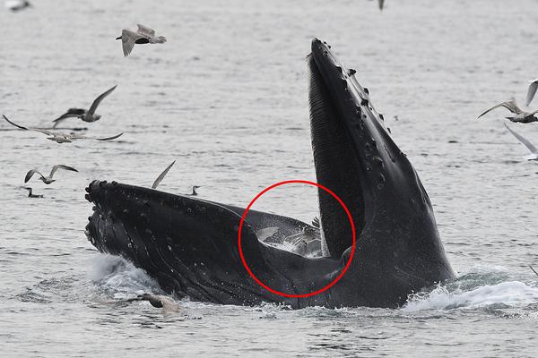 弱点漫画在线观看