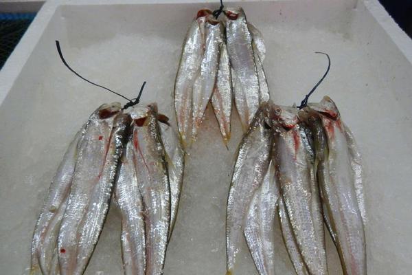 阅站漫画app最新版：免费搜索全网漫画，畅享多种便捷阅读体验