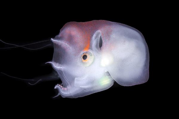 免费漫画阅站官方正版：无广告弹窗，全网漫画免费看