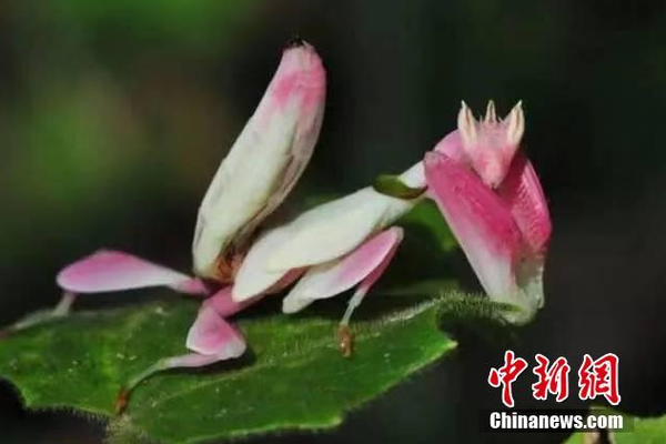 免费漫画阅站官方正版:无广告弹窗,全网漫画免费看