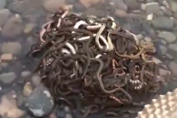 阅站漫画app最新版：免费搜索全网漫画，畅享多种便捷阅读体验