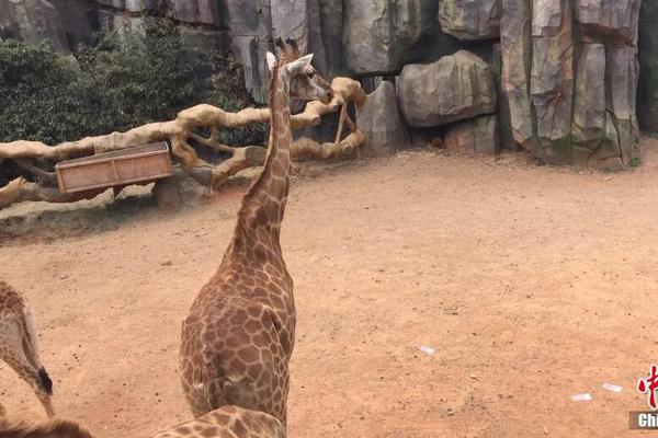 《海贼王第890集》在线观看