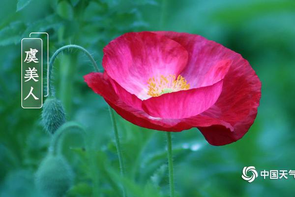 免费漫画阅站app下载安装无广告，畅享丰富漫画资源