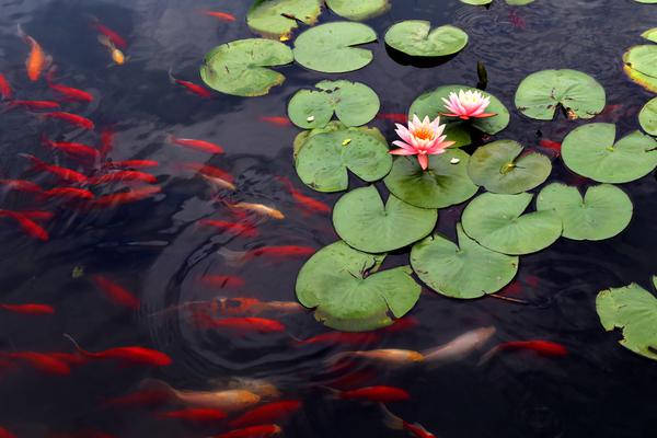 同人：约会大作战datealive ex章节（3） ast存亡战 第一节