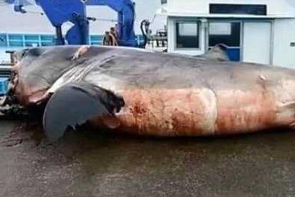 斗罗大陆樱花在线观看