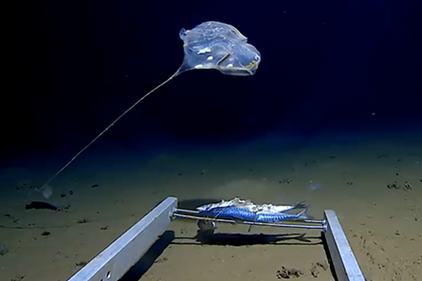 数字阅读普及下，韩漫免费观看的凯发k8国际首页登录的版权风险与安全提示