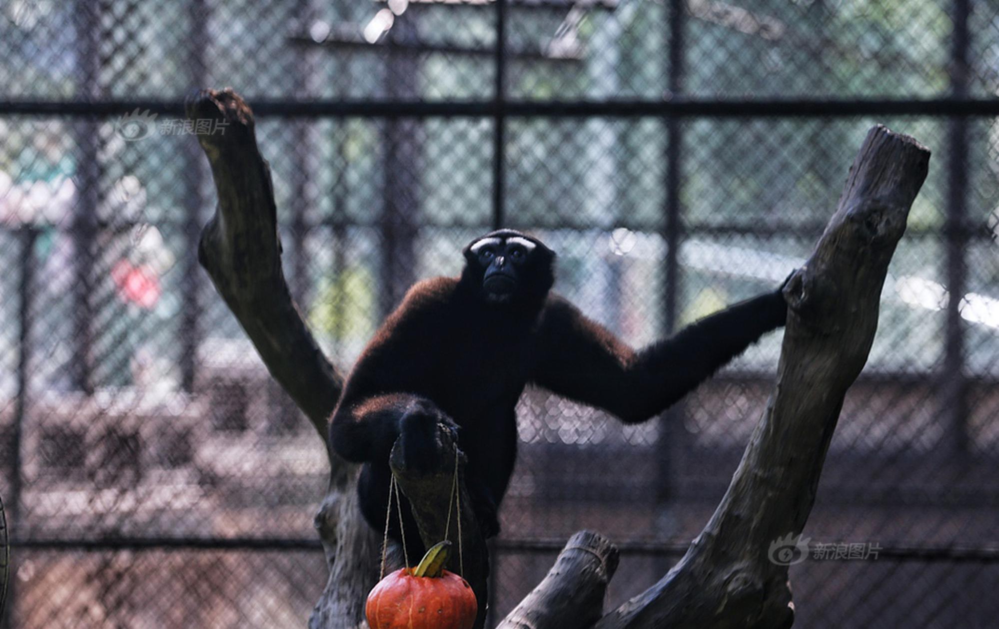 斗破苍穹老粉必看！正版免费观看渠道及支持正版的意义