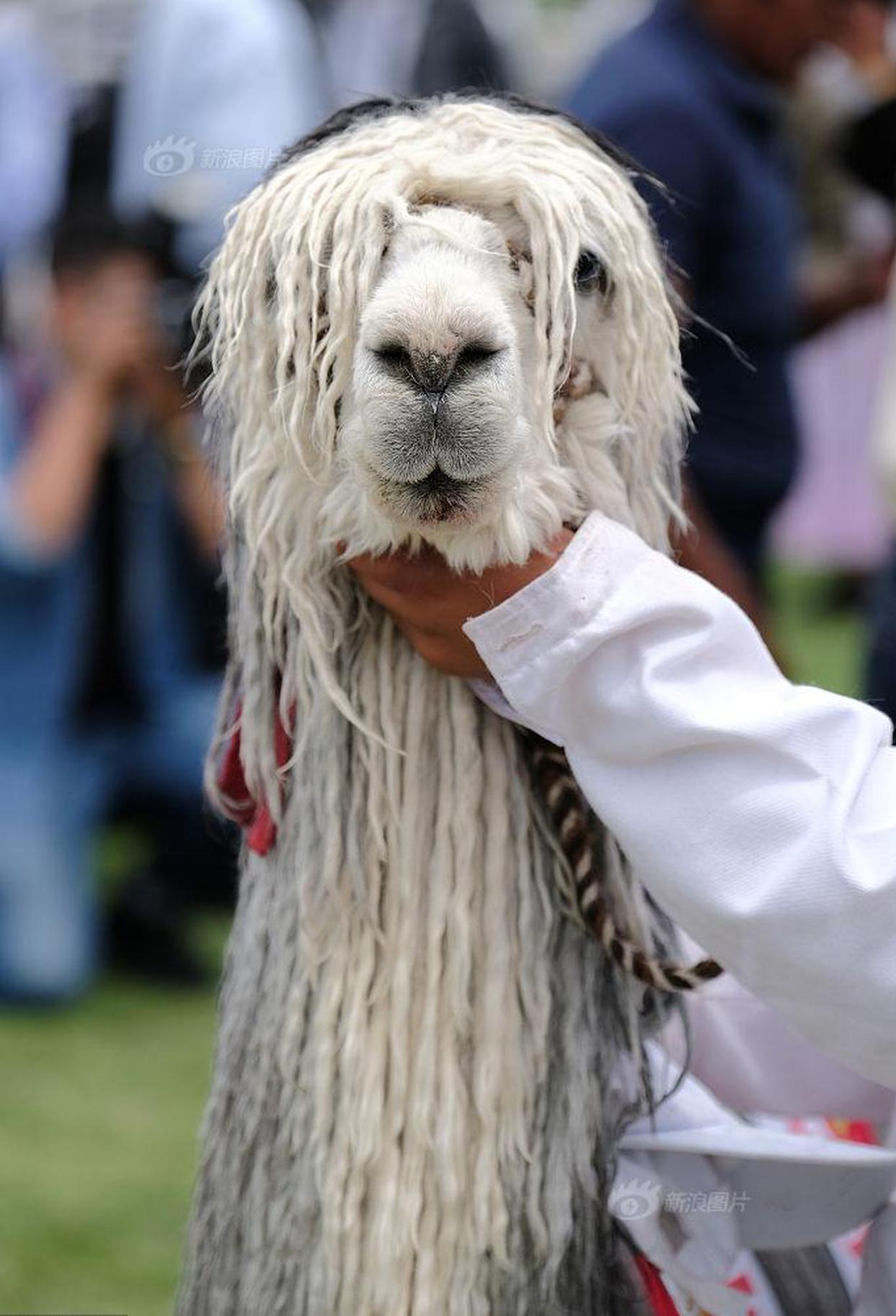 蓝翅明晴明蓝甜文