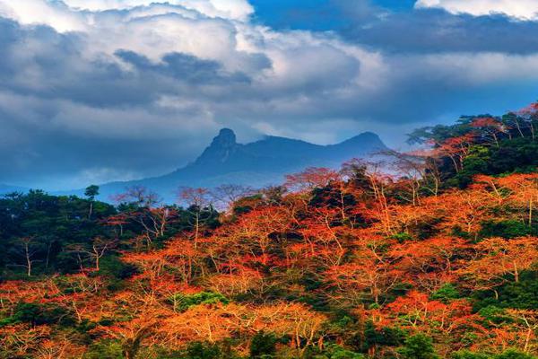 萌师在上漫画免费观看在线