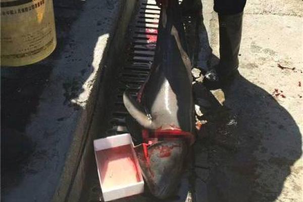 《海贼王第890集》在线观看