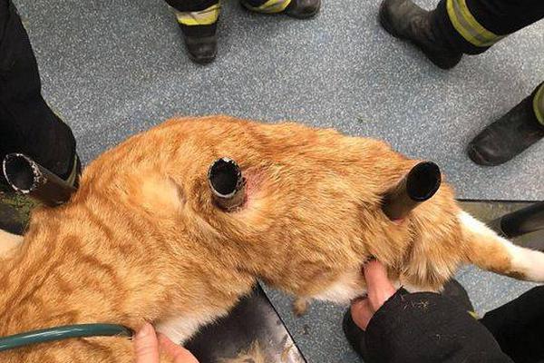 桃花韩漫免费53话