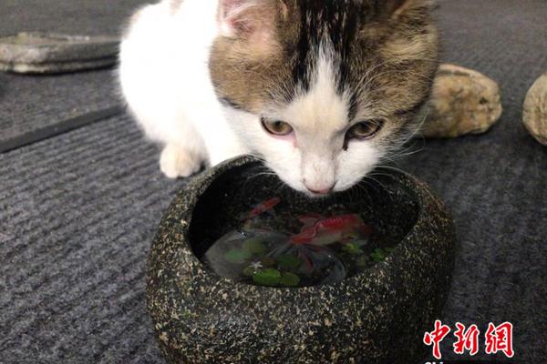 免费在线可阅读漫画成首选，却面临凯发k8国际首页登录的版权等难题待剖析？