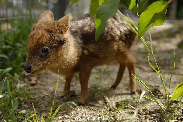 备受关注的死神230模型,设计与工艺究竟有多出色?