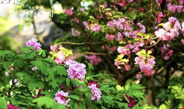 透视小村医透小神医赌石