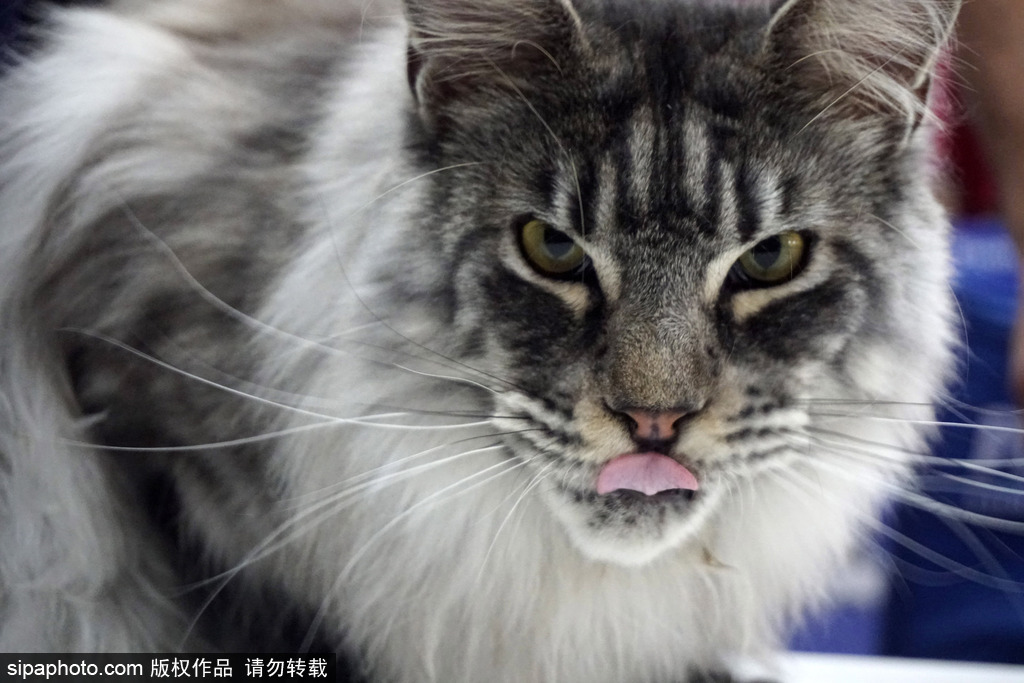 《海贼王第890集》在线观看