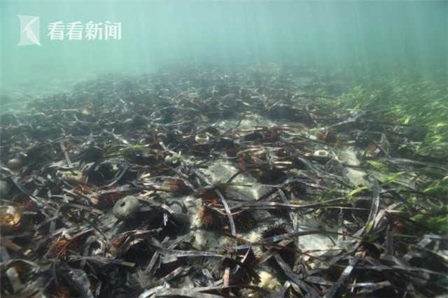 《海贼王第890集》在线观看